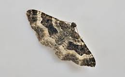 Attēlu rezultāti vaicājumam “Epirrhoe tristata imago”