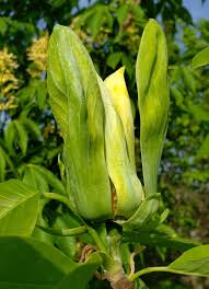 Attēlu rezultāti vaicājumam “Magnolia acuminata bud”