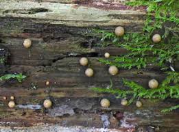 Attēlu rezultāti vaicājumam “Lycogala succineum”