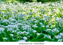 Attēlu rezultāti vaicājumam “Allium ursinum flower”