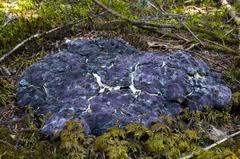 Attēlu rezultāti vaicājumam “Nectriopsis violacea”