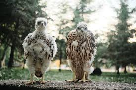 Attēlu rezultāti vaicājumam “Accipiter gentilis nest”