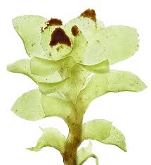 Attēlu rezultāti vaicājumam “Scapania apiculata”