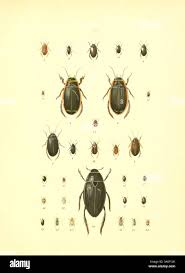 Attēlu rezultāti vaicājumam “Colymbetes striatus”