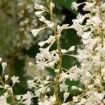Attēlu rezultāti vaicājumam “Reynoutria sachalinensis flower”