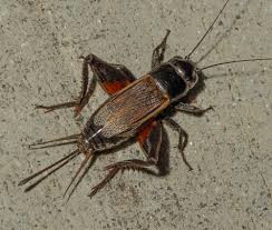 Attēlu rezultāti vaicājumam “Gryllus domesticus”