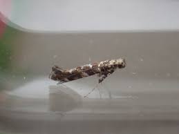 Attēlu rezultāti vaicājumam “Gracillaria syringella larva”