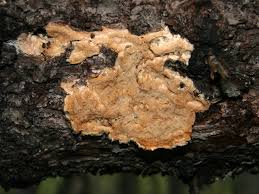 Attēlu rezultāti vaicājumam “Skeletocutis odora”