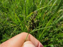 Attēlu rezultāti vaicājumam “Carex hartmanii”