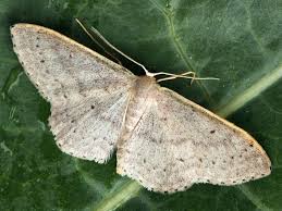 Attēlu rezultāti vaicājumam “Idaea emarginata”