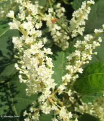 Attēlu rezultāti vaicājumam “Reynoutria sachalinensis flower”