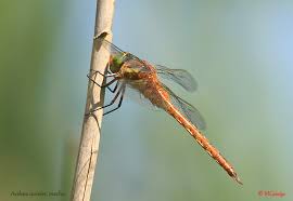 Attēlu rezultāti vaicājumam “Aeshna isoceles”