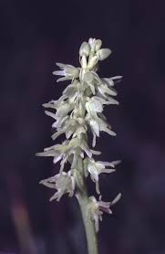 Attēlu rezultāti vaicājumam “Herminium monorchis leaf”