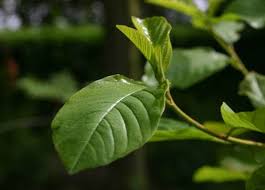 Attēlu rezultāti vaicājumam “Frangula alnus leaf”