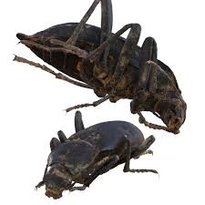 Attēlu rezultāti vaicājumam “Blaps mortisaga”