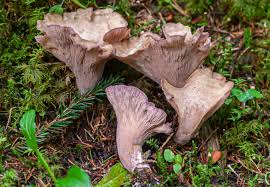 Attēlu rezultāti vaicājumam “Gomphus clavatus”