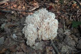 Attēlu rezultāti vaicājumam “Stemonitis pallida var. rubescens spores”