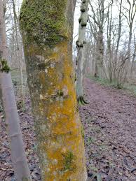 Attēlu rezultāti vaicājumam “Trentepohlia sp.”