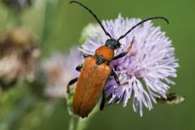 Attēlu rezultāti vaicājumam “Leptura rubra”