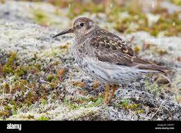 Attēlu rezultāti vaicājumam “Calidris maritima adult”