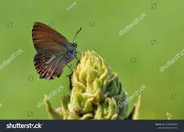 Attēlu rezultāti vaicājumam “Satyrium ilicis underside”