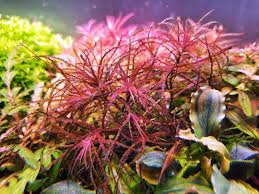 Attēlu rezultāti vaicājumam “Najas tenuissima leaf”