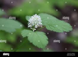 Attēlu rezultāti vaicājumam “Actaea spicata”