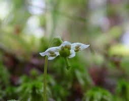 Attēlu rezultāti vaicājumam “Moneses uniflora bud”