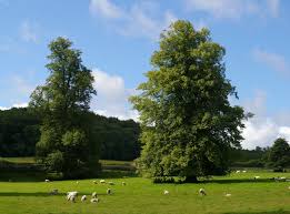 Attēlu rezultāti vaicājumam “Tilia x vulgaris”