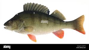 Image result for Perca fluviatilis