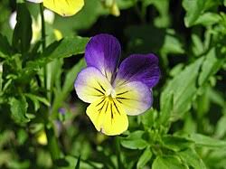 Attēlu rezultāti vaicājumam “Viola tricolor subsp. matutina flower”