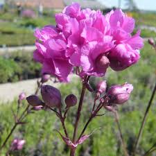 Image result for Pechnelke