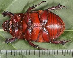 Attēlu rezultāti vaicājumam “Oryctes nasicornis”