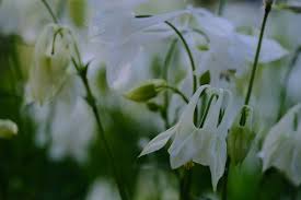 Image result for Aquilegia vulgaris