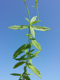 Attēlu rezultāti vaicājumam “Veronica austriaca subsp. teucrium leaf”