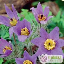 Attēlu rezultāti vaicājumam “Pulsatilla vulgaris flower”