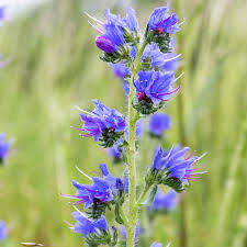 Attēlu rezultāti vaicājumam “Echium vulgare flower”