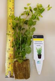 Image result for Lysimachia nummularia