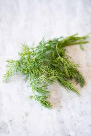 Image result for Dill