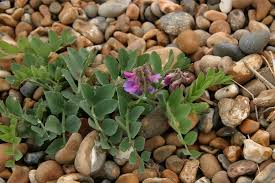 Attēlu rezultāti vaicājumam “Lathyrus japonicus subsp. maritimus flower”