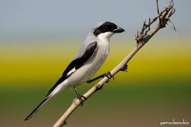 Image result for Lanius minor