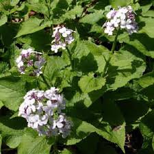 Attēlu rezultāti vaicājumam “Lunaria rediviva leaf”