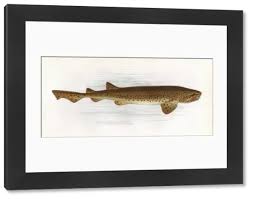 Image result for Scyliorhinus stellaris