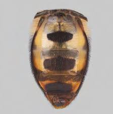 Attēlu rezultāti vaicājumam “Eupeodes nielseni”