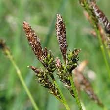 Attēlu rezultāti vaicājumam “Carex caryophyllea leaf”