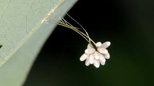 Attēlu rezultāti vaicājumam “Chrysopa eggs”