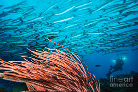 Image result for Dive Barracuda