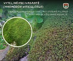 Attēlu rezultāti vaicājumam “Trilophozia quinquedentata”