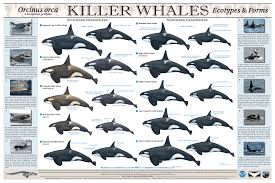 Image result for Orcinus orca