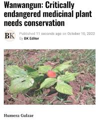 Attēlu rezultāti vaicājumam “Podophyllum hexandrum fruit”